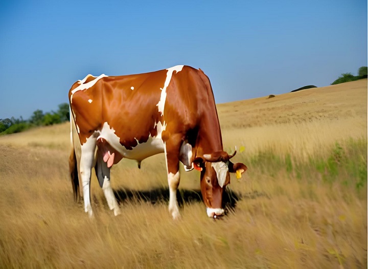 Cât timp poate fi detectată o vacă cu setul de testare rapidă a sarcinii bovine?