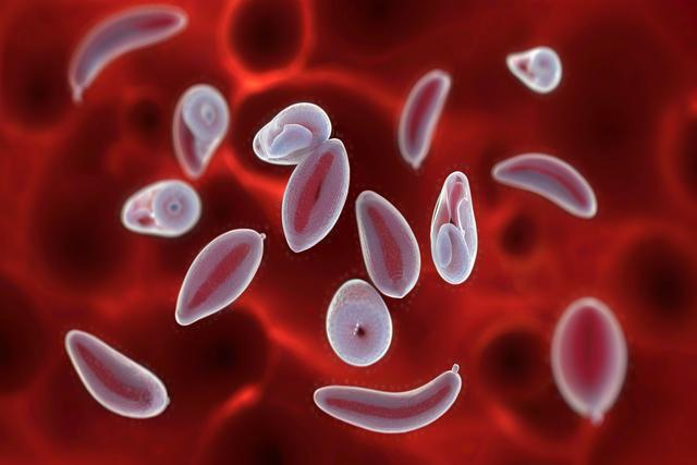 Înțelegerea infecției cu toxoplasma gondii la pisici și câini: simptome, diagnostic și tratament