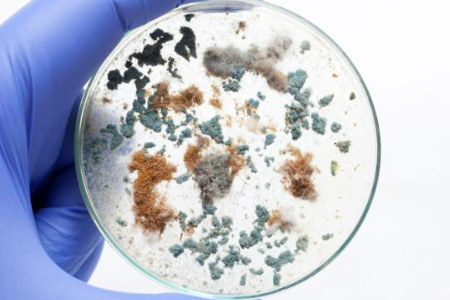 Asigurarea cultivării microbiene fiabile cu bulionul de soia Trypticase de Baibo Biotechnology: o alegere preferată pentru laboratoarele globale