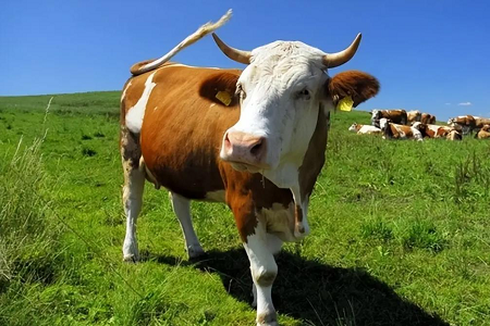 Revoluționarea detectării sarcinii bovine: kitul de testare rapidă a fluorescenței lui Babio