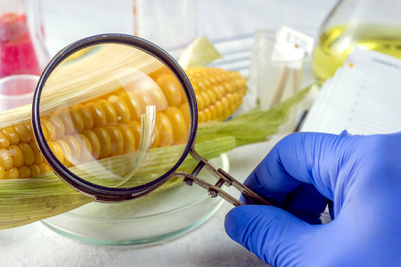 Ochratoxina lui Babio o casetă de testare rapidă - asigurând siguranța globală a alimentelor