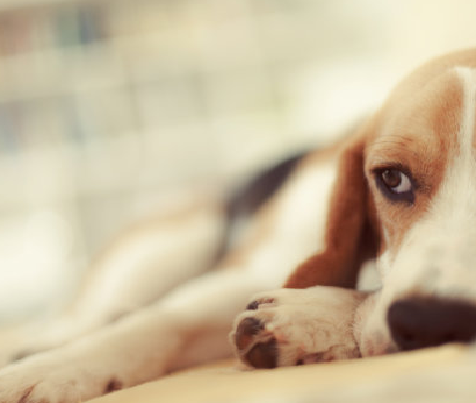 BABIO lansează kit avansat de testare Toxo AB pentru diagnosticul toxoplasmozei PET