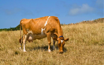 Detectarea timpurie a sarcinii bovine cu kitul de testare a fluorescenței lui Babio