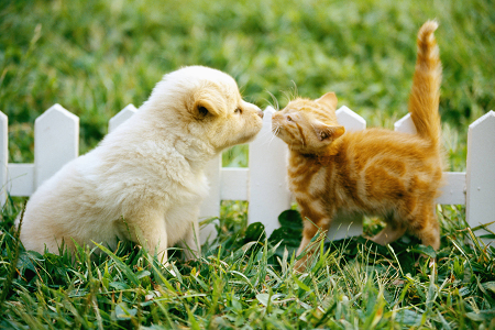 Lansează antigenul Toxoplasma Gondii de încredere (Toxo AG) Kit pentru sănătatea animalelor de companie