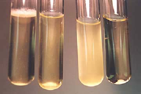 Babio lansează un bulion de perfuzie pentru inimă pentru creier de înaltă performanță pentru laboratoarele globale de microbiologie