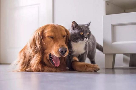 Babio lansează setul de testare TOXO Ab pentru detectarea rapidă a anticorpilor de toxoplasmă la animalele de companie