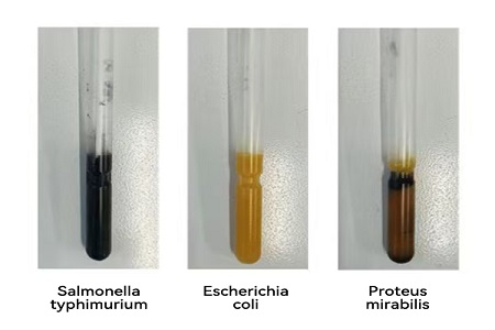 BABIO lansează un mediu de transport de înaltă performanță (tip SS) pentru transferul global de fiabil al probelor microbiene
