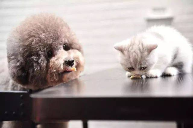 Babio Biotech lansează un kit avansat de testare pentru animale de companie pentru diagnosticare precisă