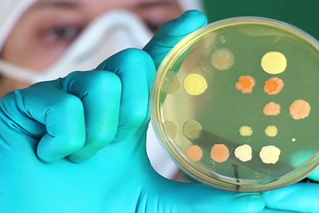 Cerere în creștere pentru agar MRS de încredere în microbiologia alimentară și cercetarea probiotice