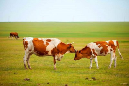 BABIO introduce testul rapid avansat de sarcină bovină pentru managementul modern al efectivului de bovine